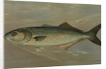 The Bluefish, Pomatomus saltatrix by J. L. Petrie