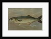 The Bluefish, Pomatomus saltatrix by J. L. Petrie