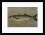 The Bluefish, Pomatomus saltatrix by J. L. Petrie