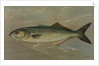 The Bluefish, Pomatomus saltatrix by J. L. Petrie