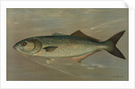 The Bluefish, Pomatomus saltatrix by J. L. Petrie