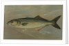 The Bluefish, Pomatomus saltatrix by J. L. Petrie