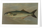 The Bluefish, Pomatomus saltatrix by J. L. Petrie