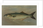 The Bluefish, Pomatomus saltatrix by J. L. Petrie