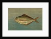 The Dollar or Butter Fish, Rhombus triacanthus by J. L. Petrie