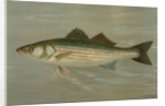 The Striped Bass, Roccus lineatus by J. L. Petrie