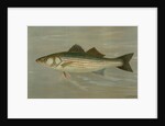 The Striped Bass, Roccus lineatus by J. L. Petrie