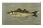 The Striped Bass, Roccus lineatus by J. L. Petrie