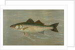The Striped Bass, Roccus lineatus by J. L. Petrie