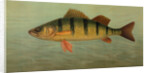 The Spot, or Lafayette, Leiostomus xanthurus by J. L. Petrie