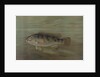 The California Redfish or Fat-head, Pimelometopon pulcher by J. L. Petrie