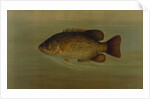 The Common Sunfish, Eupomotis gibbosus by J. L. Petrie