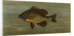 The White or Silver Bass, Roccus chrysops by J. L. Petrie