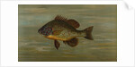 The White or Silver Bass, Roccus chrysops by J. L. Petrie