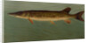 The Eastern Pond Pickerel by J. L. Petrie