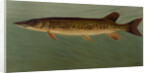 The Eastern Pond Pickerel by J. L. Petrie