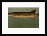 The Eastern Pond Pickerel by J. L. Petrie