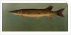 The Eastern Pond Pickerel by J. L. Petrie