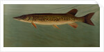 The Eastern Pond Pickerel by J. L. Petrie