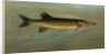 The Fresk Water Drum, or Sheepshead, Aplodinotus grunniens by J. L. Petrie