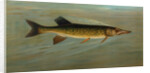 The Fresk Water Drum, or Sheepshead, Aplodinotus grunniens by J. L. Petrie