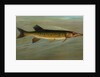The Fresk Water Drum, or Sheepshead, Aplodinotus grunniens by J. L. Petrie