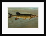 The Fresk Water Drum, or Sheepshead, Aplodinotus grunniens by J. L. Petrie