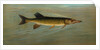The Fresk Water Drum, or Sheepshead, Aplodinotus grunniens by J. L. Petrie