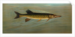 The Fresk Water Drum, or Sheepshead, Aplodinotus grunniens by J. L. Petrie