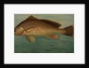 The Yellow Perch, Perca flaverscens by J. L. Petrie
