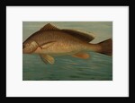 The Yellow Perch, Perca flaverscens by J. L. Petrie