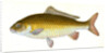 Carp, Cyprinus Carpio by E. Donovan
