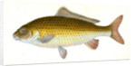 Carp, Cyprinus Carpio by E. Donovan