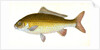 Carp, Cyprinus Carpio by E. Donovan