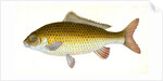 Carp, Cyprinus Carpio by E. Donovan
