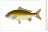 Carp, Cyprinus Carpio by E. Donovan