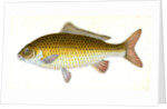 Carp, Cyprinus Carpio by E. Donovan
