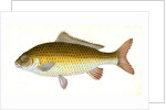 Carp, Cyprinus Carpio by E. Donovan