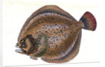 Small-headed Dab, Pleuronectes microcephalus by E. Donovan