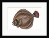 Small-headed Dab, Pleuronectes microcephalus by E. Donovan