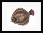 Small-headed Dab, Pleuronectes microcephalus by E. Donovan