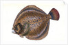 Small-headed Dab, Pleuronectes microcephalus by E. Donovan