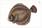Small-headed Dab, Pleuronectes microcephalus by E. Donovan