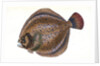 Small-headed Dab, Pleuronectes microcephalus by E. Donovan