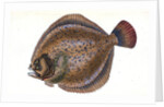 Small-headed Dab, Pleuronectes microcephalus by E. Donovan