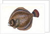 Small-headed Dab, Pleuronectes microcephalus by E. Donovan