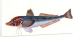 Grey Gurnard, Trigla Gurnardus by E. Donovan
