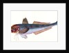 Grey Gurnard, Trigla Gurnardus by E. Donovan