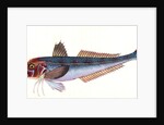 Grey Gurnard, Trigla Gurnardus by E. Donovan