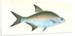 Bream, Cyprinus Brama by E. Donovan